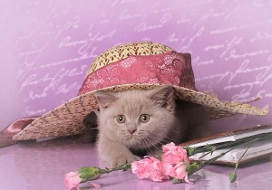 Лиловый британский котенок. Котенок британец лилового окраса          